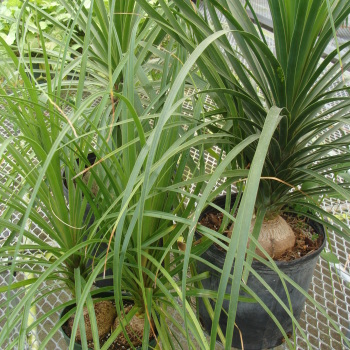 Palm Ponytail Plant
